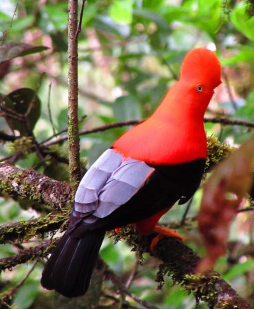 Gallito de las rocas